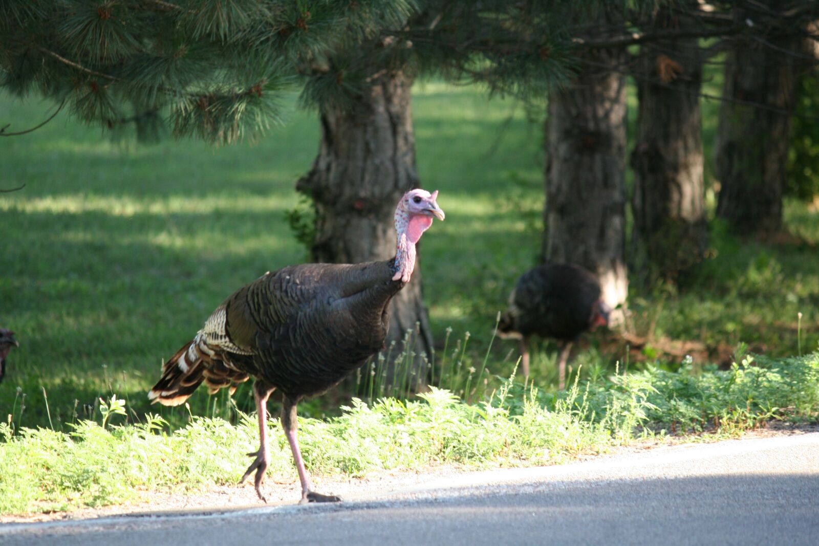 Canon EOS 20D sample photo. Thanksgiving turkey, turkey, birds photography