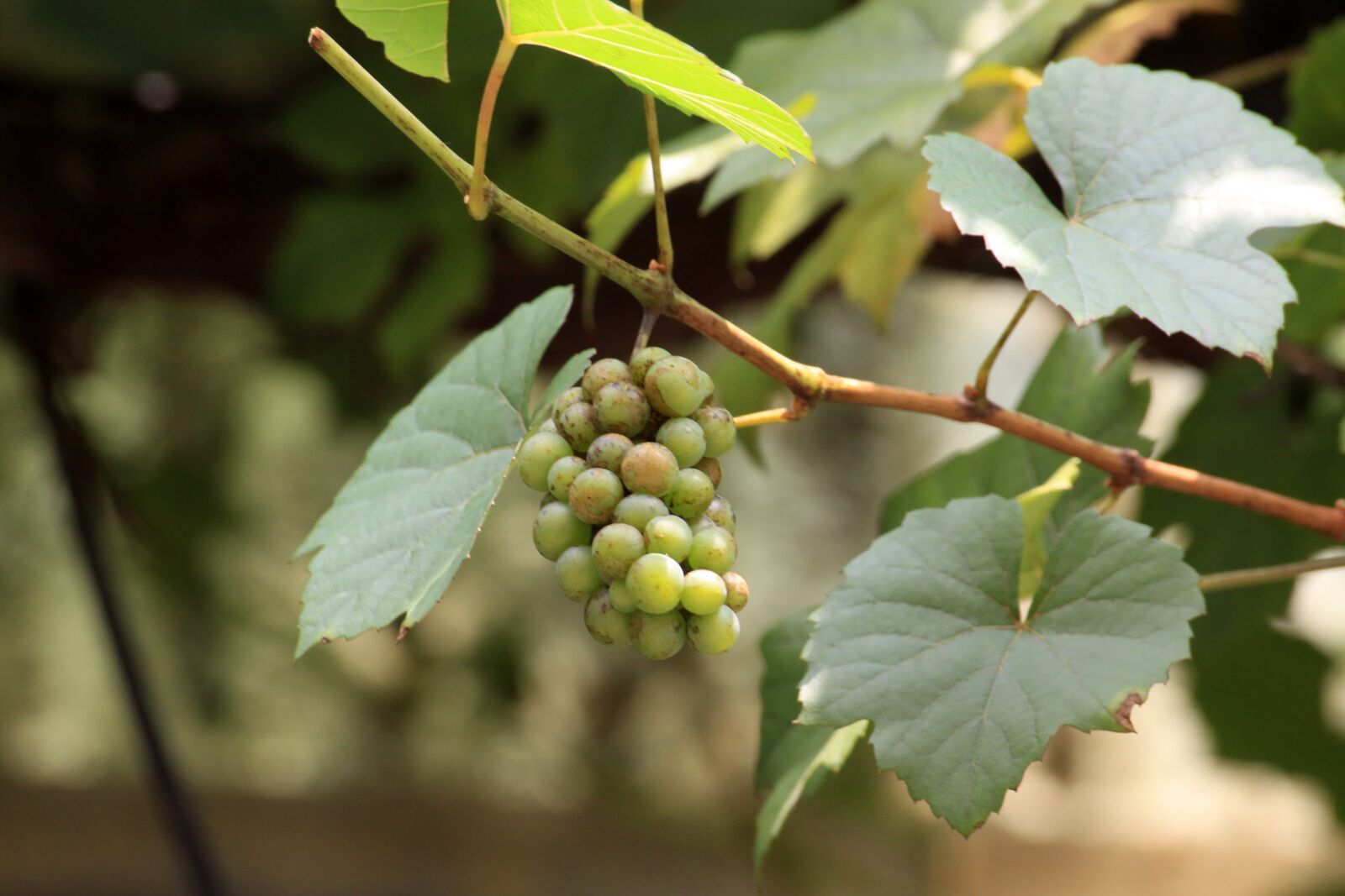 Canon EOS 50D sample photo. Grapes, the vine, nature photography