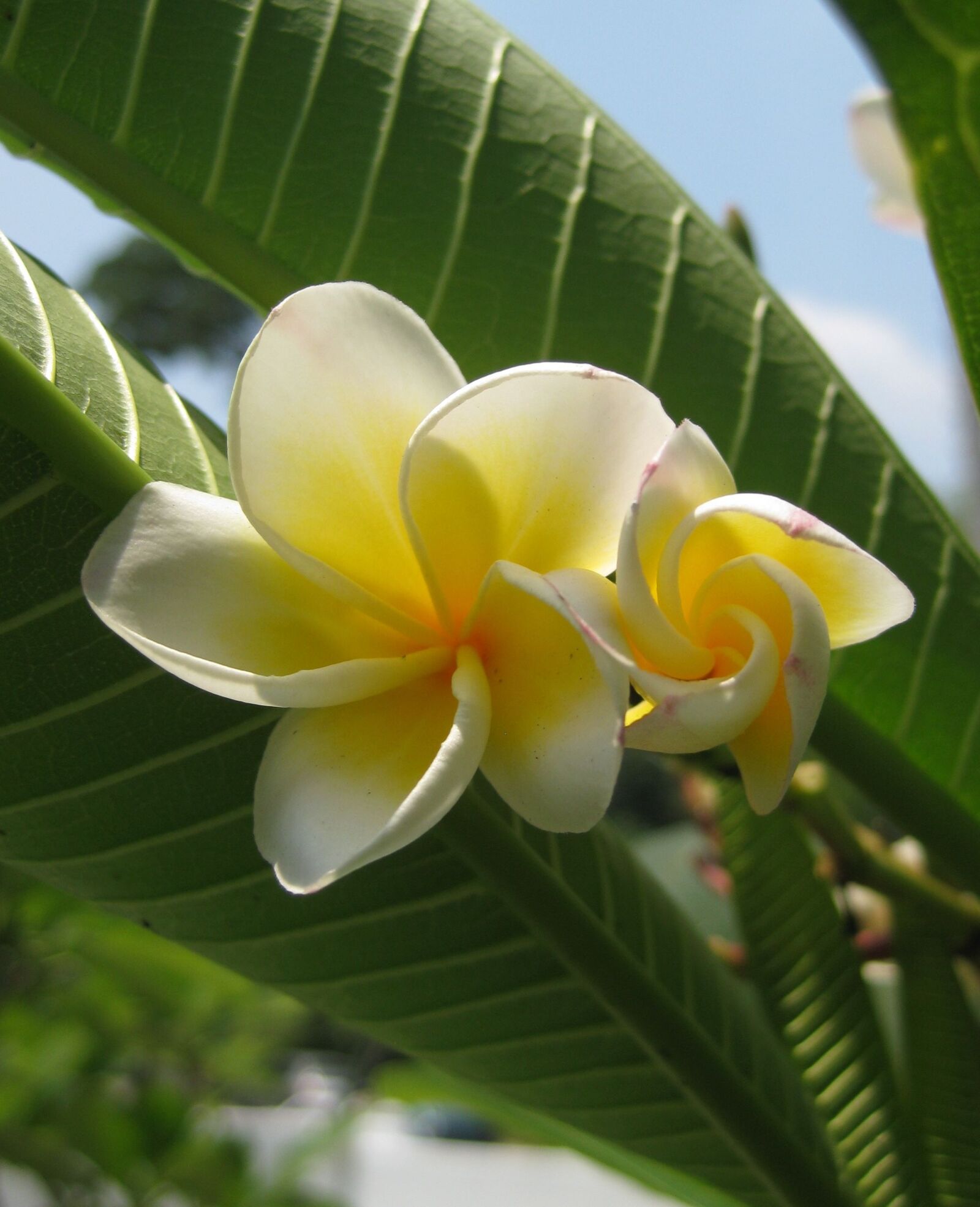 Canon PowerShot SD1100 IS (Digital IXUS 80 IS / IXY Digital 20 IS) sample photo. Frangipani, plumeria, tropical photography
