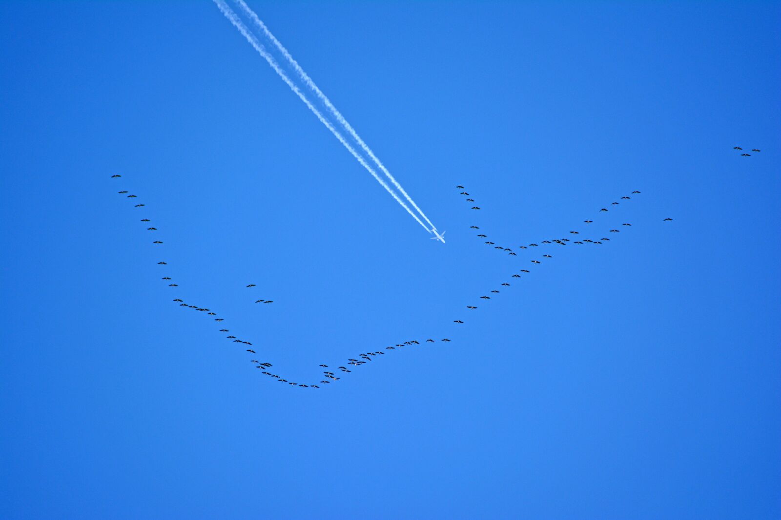 Nikon D5200 sample photo. Migratory, birds, fauna photography