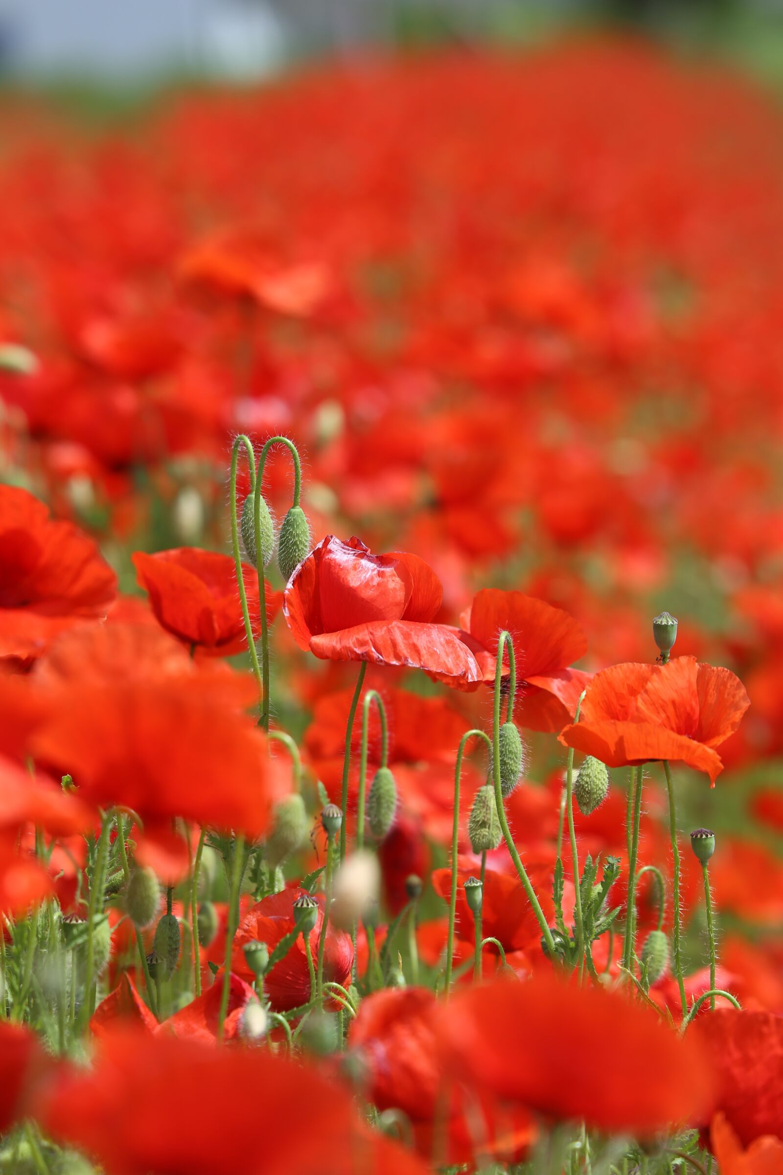 Canon EOS 6D + Canon EF 70-300mm F4.5-5.6 DO IS USM sample photo. Poppy, flowers, bloom photography