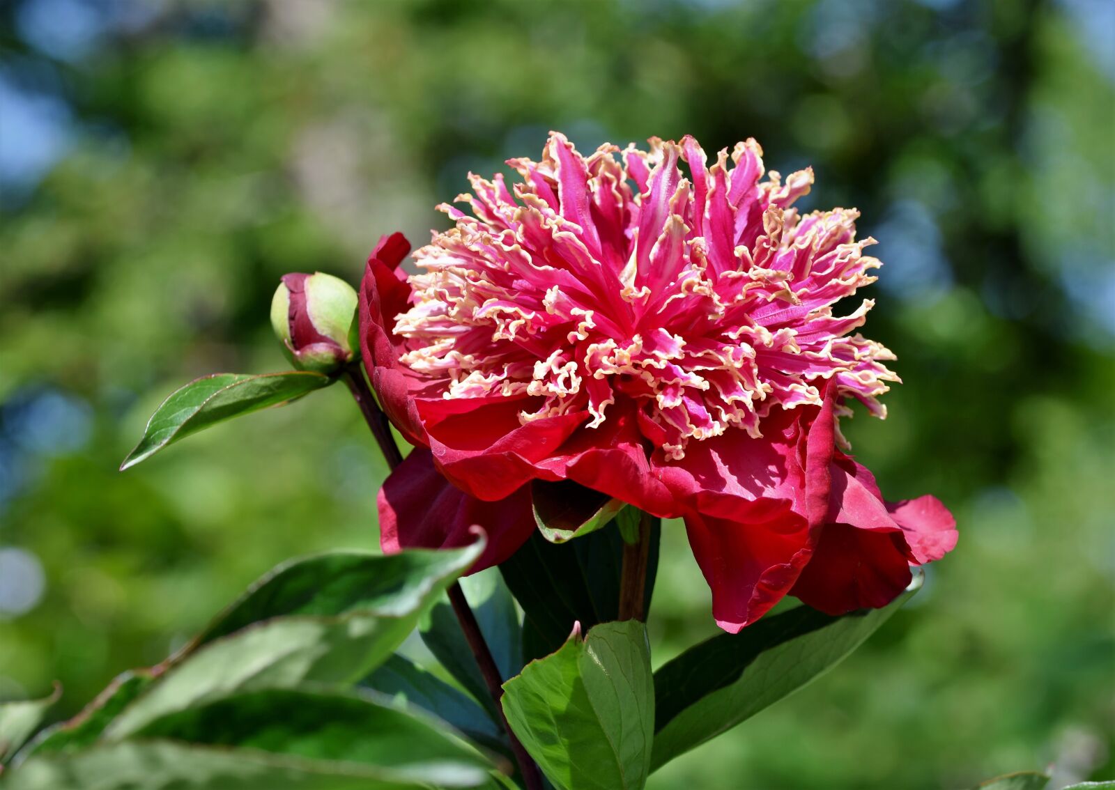Nikon D7200 sample photo. Peony, rose, bud photography