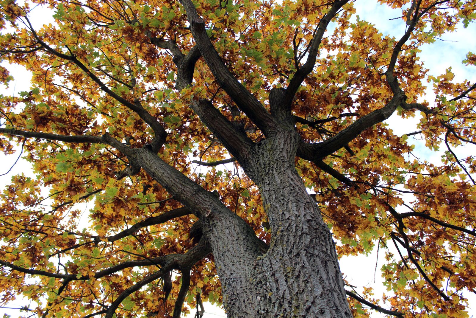 Canon EOS 600D (Rebel EOS T3i / EOS Kiss X5) sample photo. Tree, tribe, autumn photography