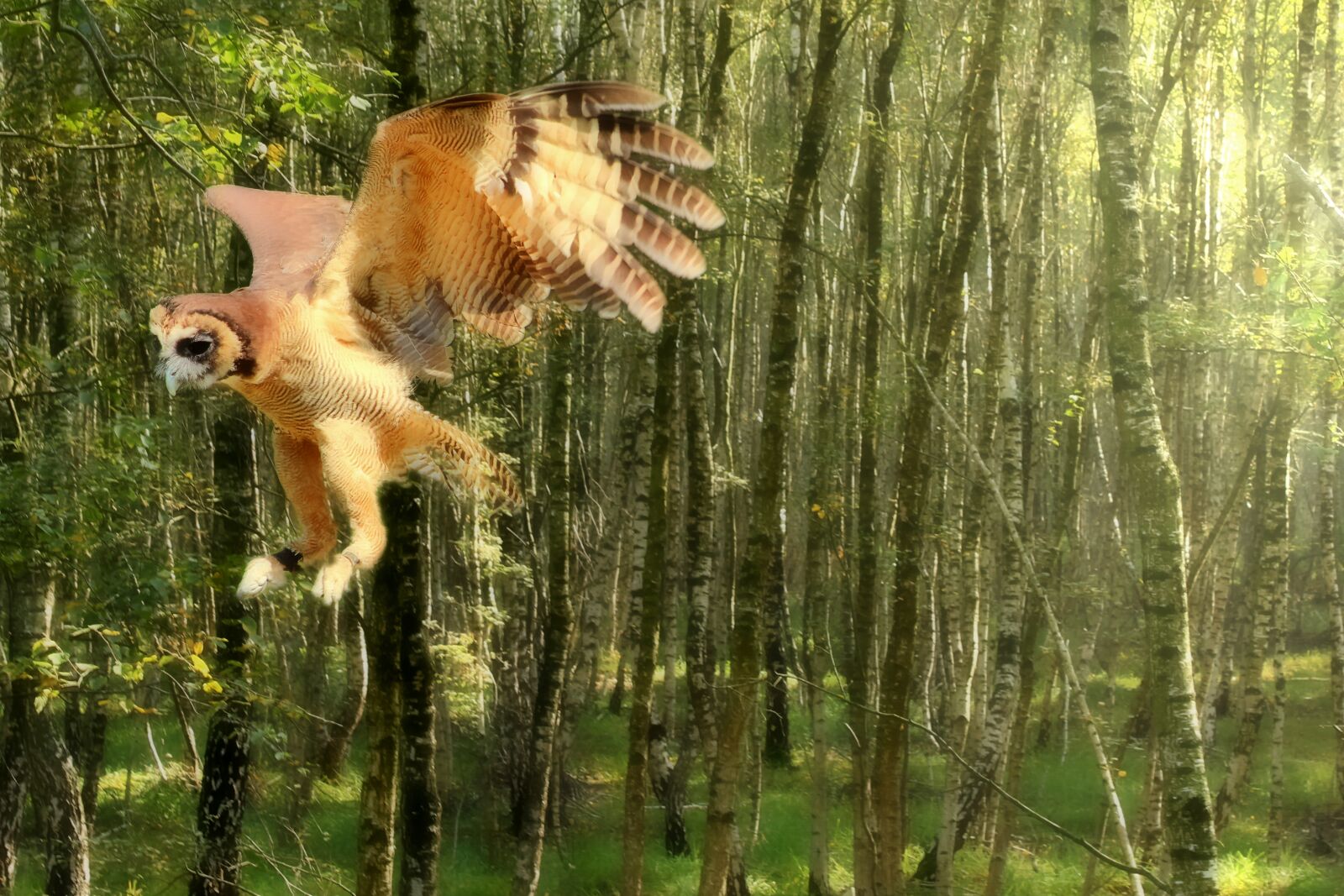 Canon EF-S 55-250mm F4-5.6 IS STM sample photo. Owl, flight, forest photography