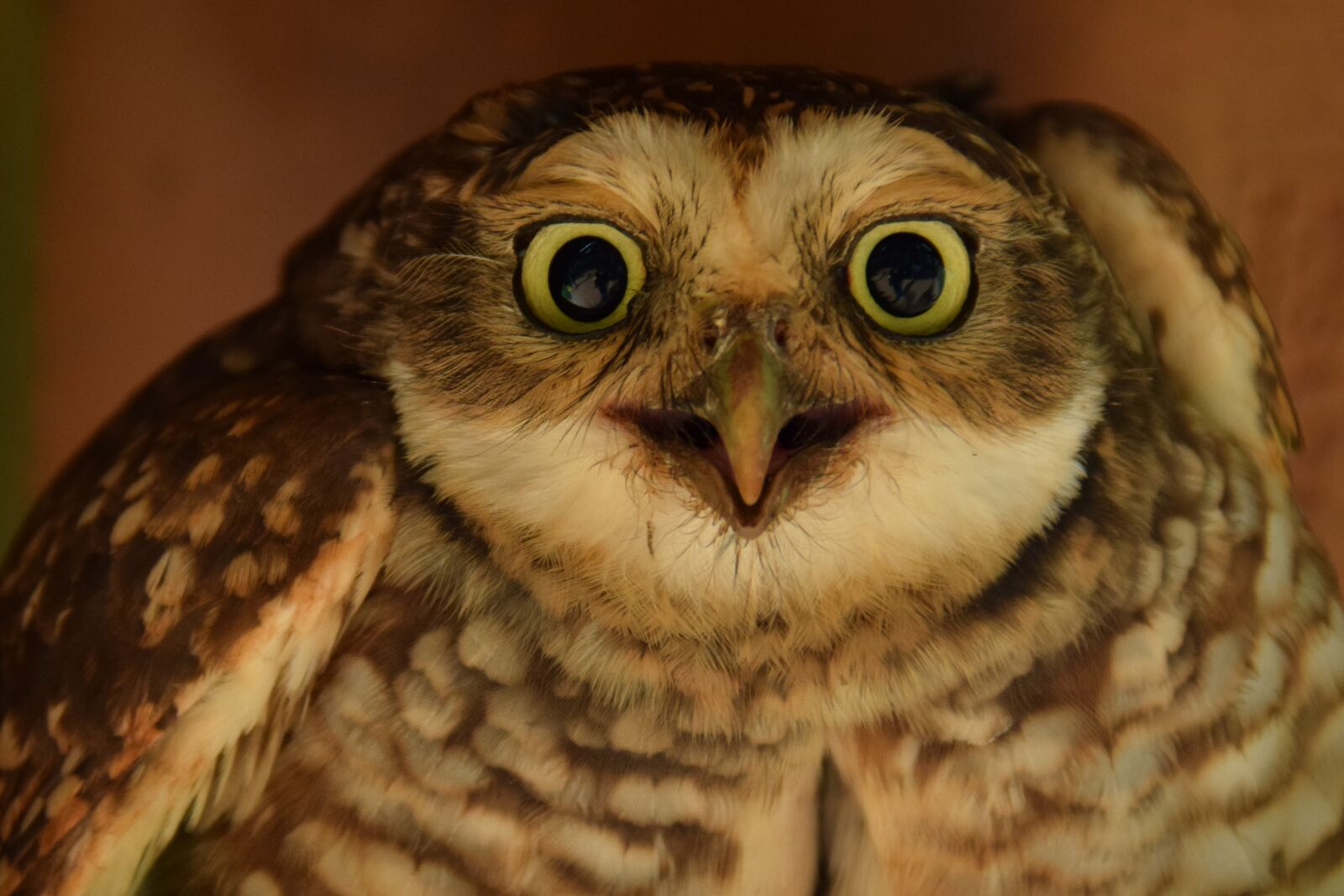Nikon D5300 sample photo. Owl, bird, nature photography