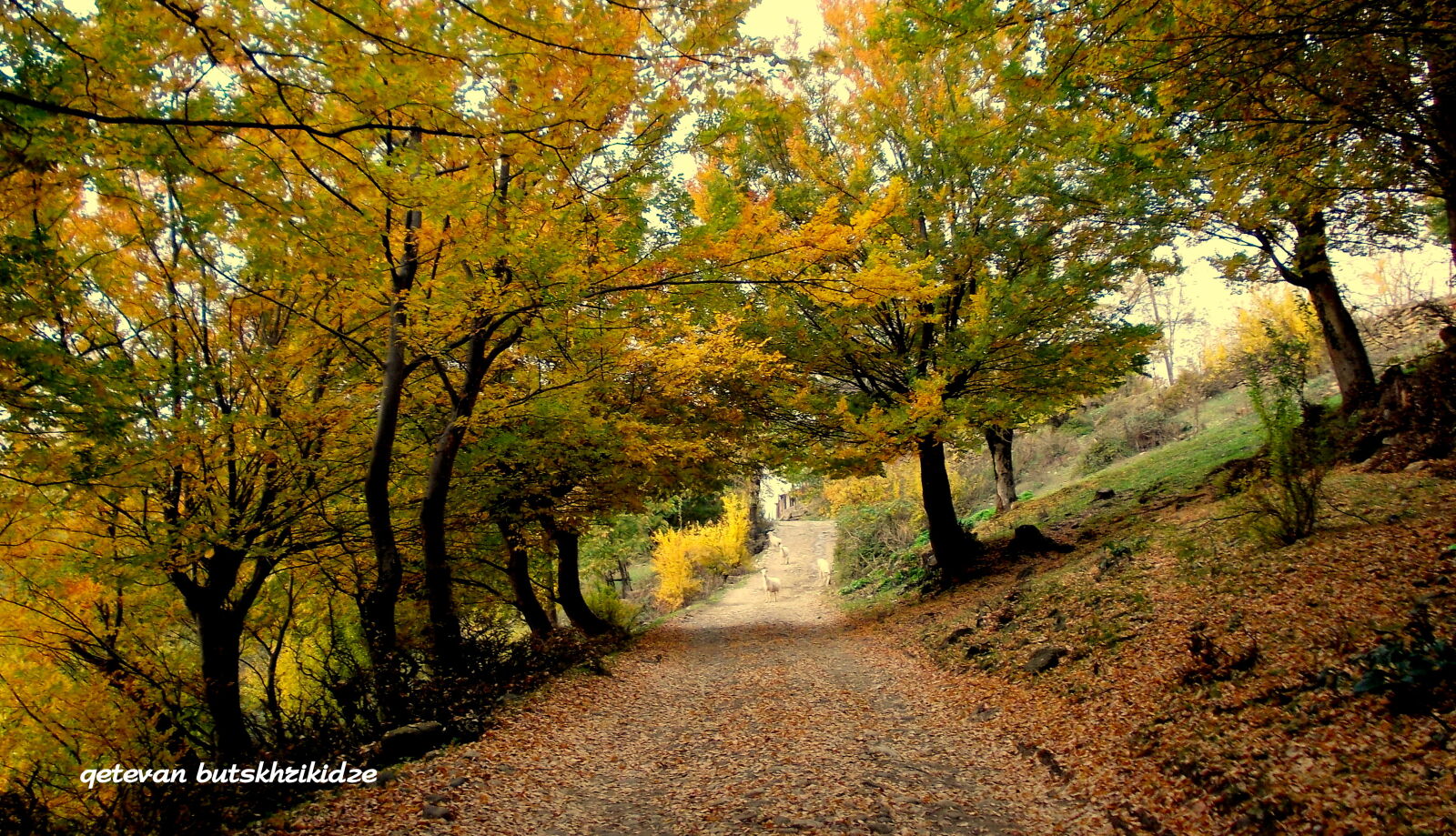 Nikon COOLPIX L25 sample photo. Autumn, trees, village photography