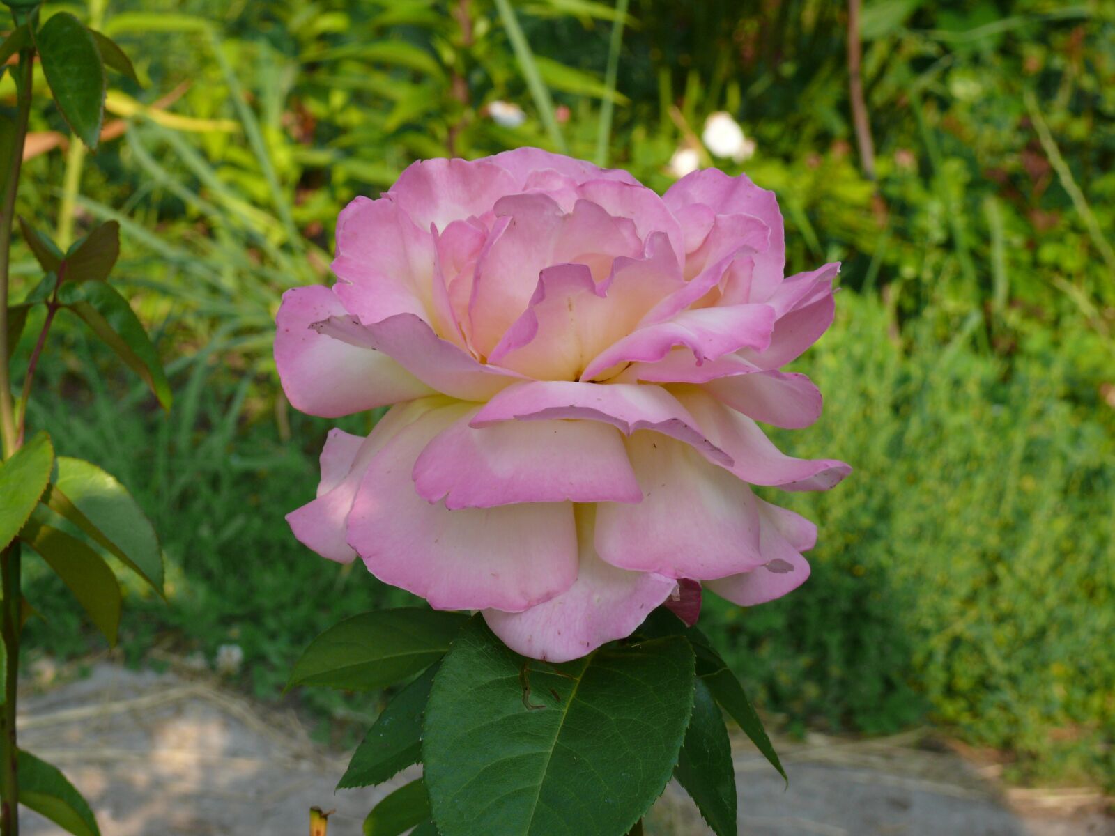 Panasonic DMC-FZ50 sample photo. Rose, flower, pink rose photography