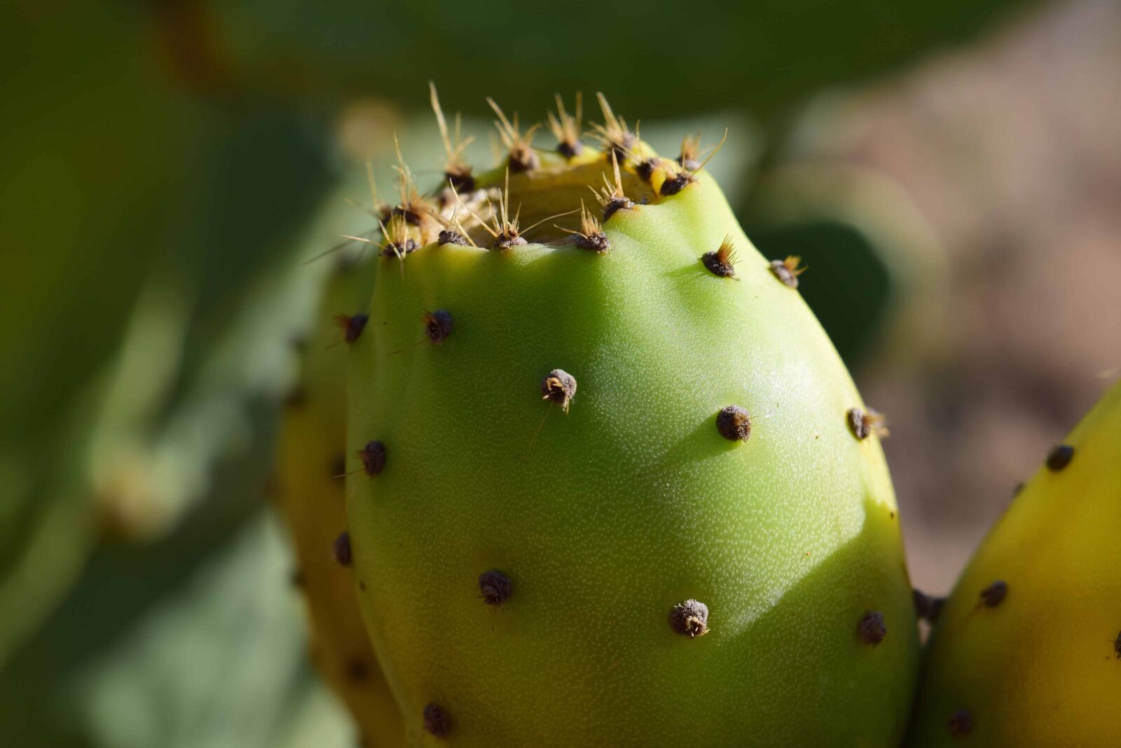 Nikon D3300 sample photo. Cactus, plant, flower, sharp photography