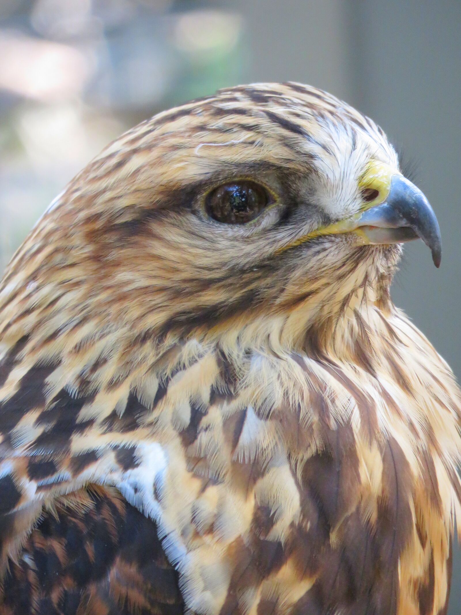 Canon PowerShot SX60 HS sample photo. Hawk, closeup of hawk photography