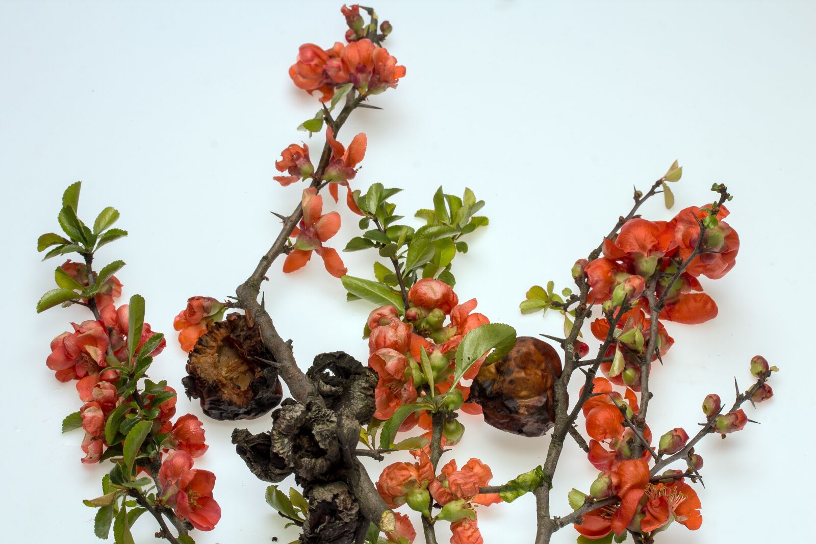 Canon EF-S 60mm F2.8 Macro USM sample photo. Ornamental quince, flowers, red photography