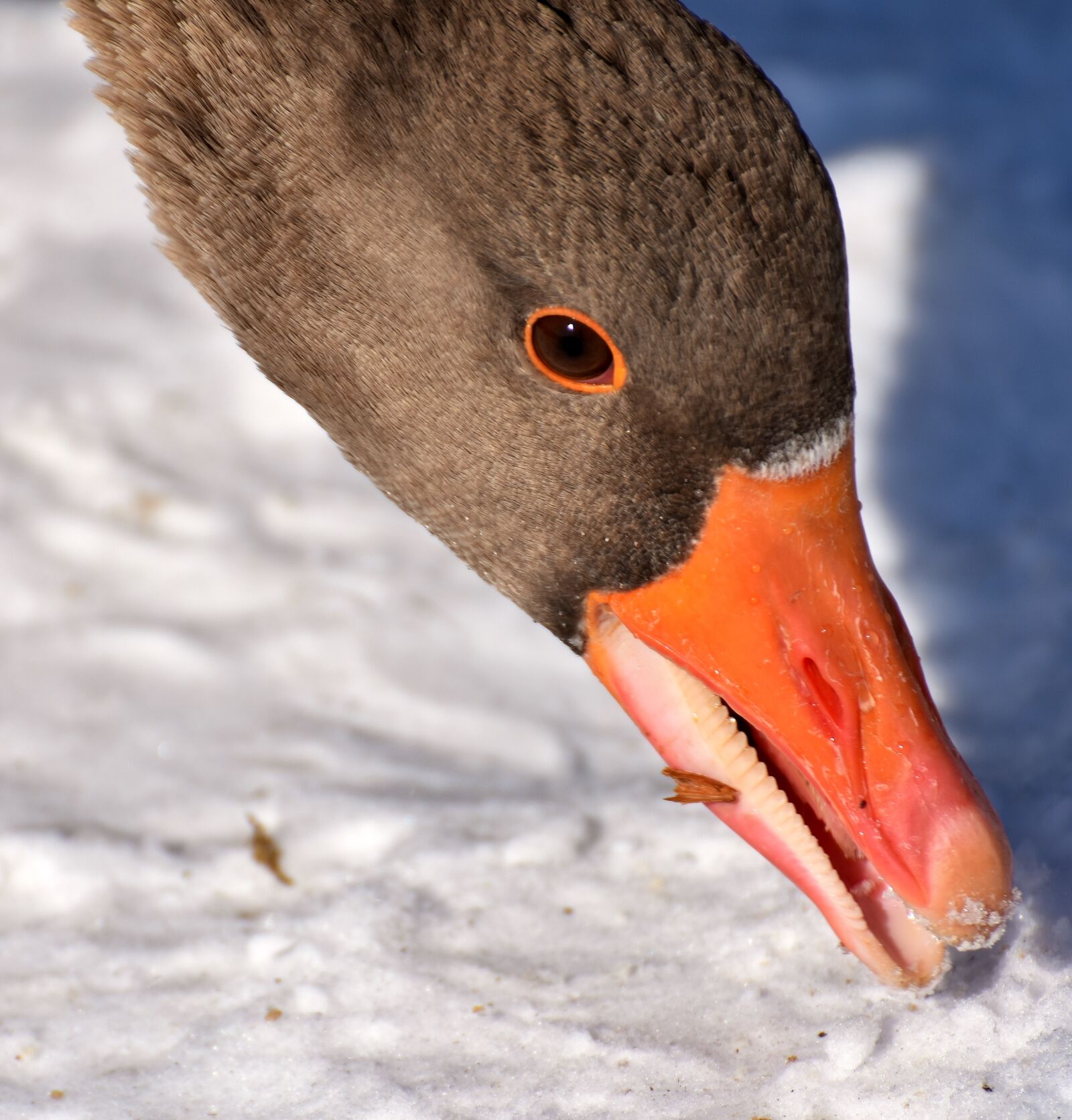 Nikon D7200 sample photo. Goose, water bird, animal photography