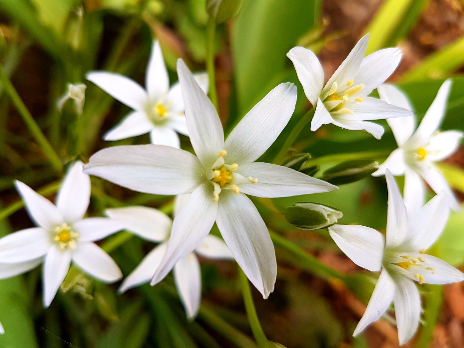 Samsung Galaxy S7 sample photo. Flowers, spring, white photography