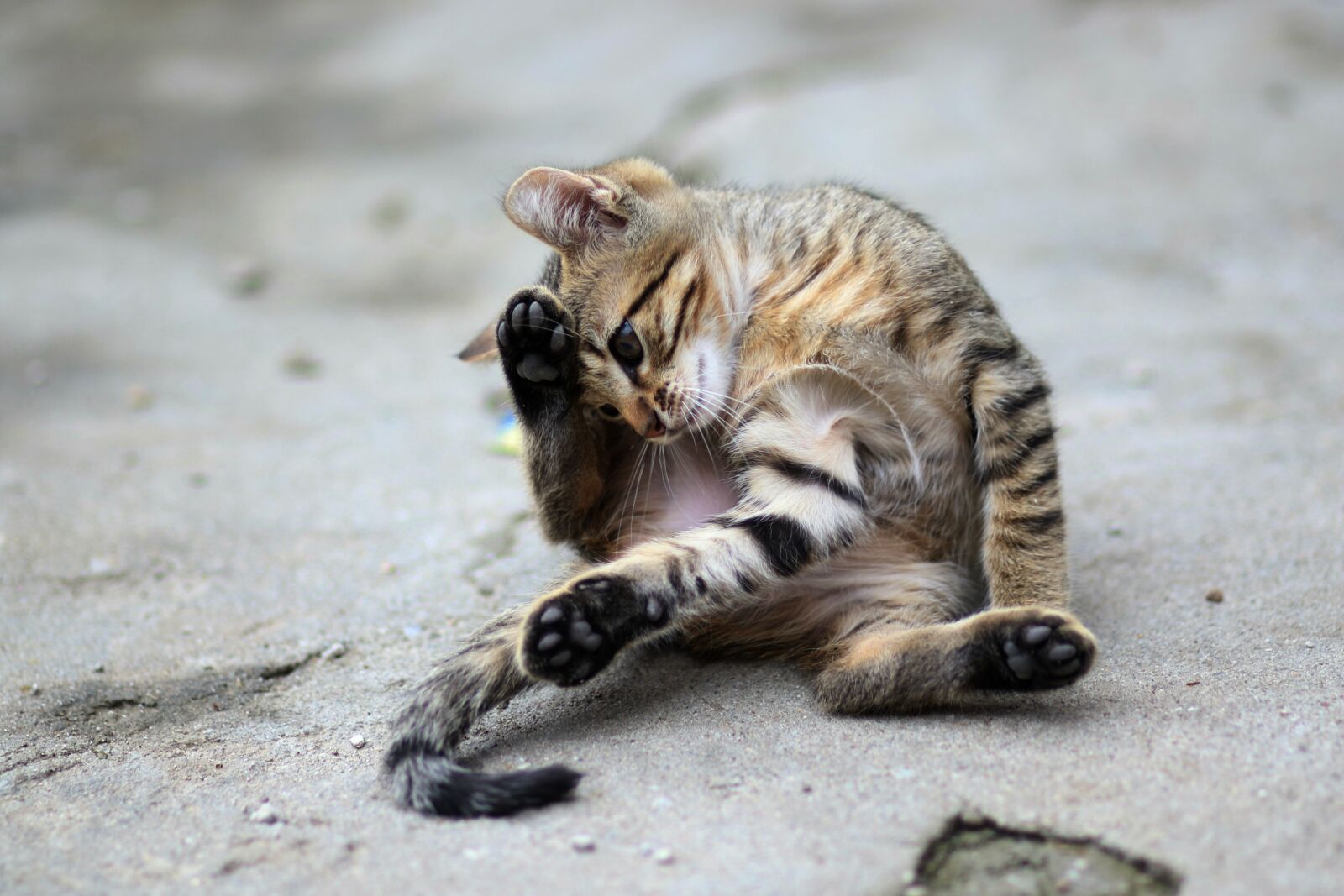 Canon EF 85mm F1.8 USM sample photo. Cat, small, animals photography