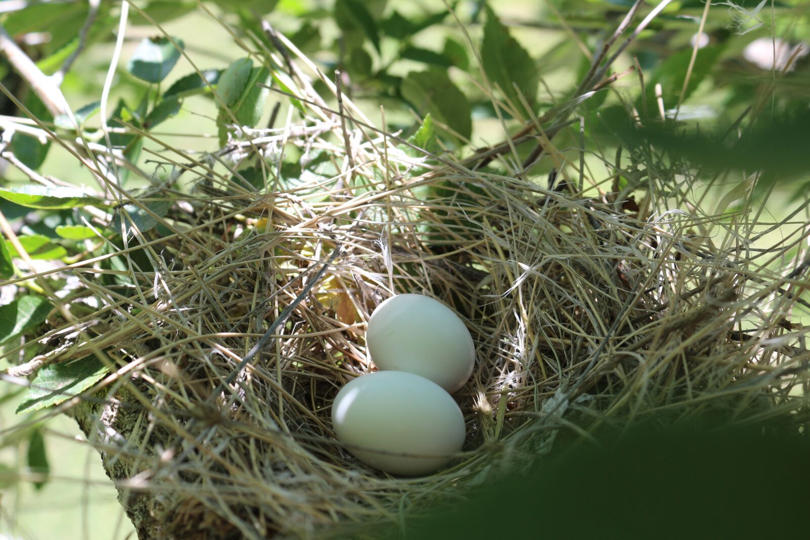 Canon EOS 650D (EOS Rebel T4i / EOS Kiss X6i) sample photo. Bird eggs, spring, life photography
