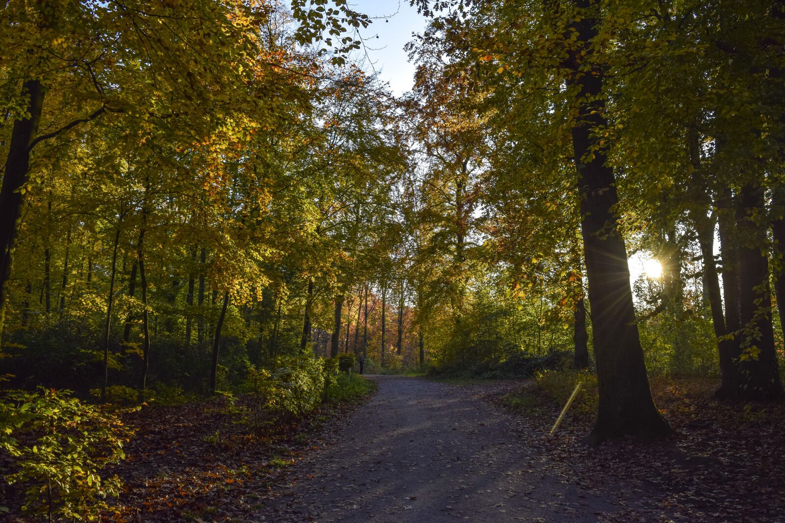 Nikon D3300 sample photo. Forest, nature, autumn photography