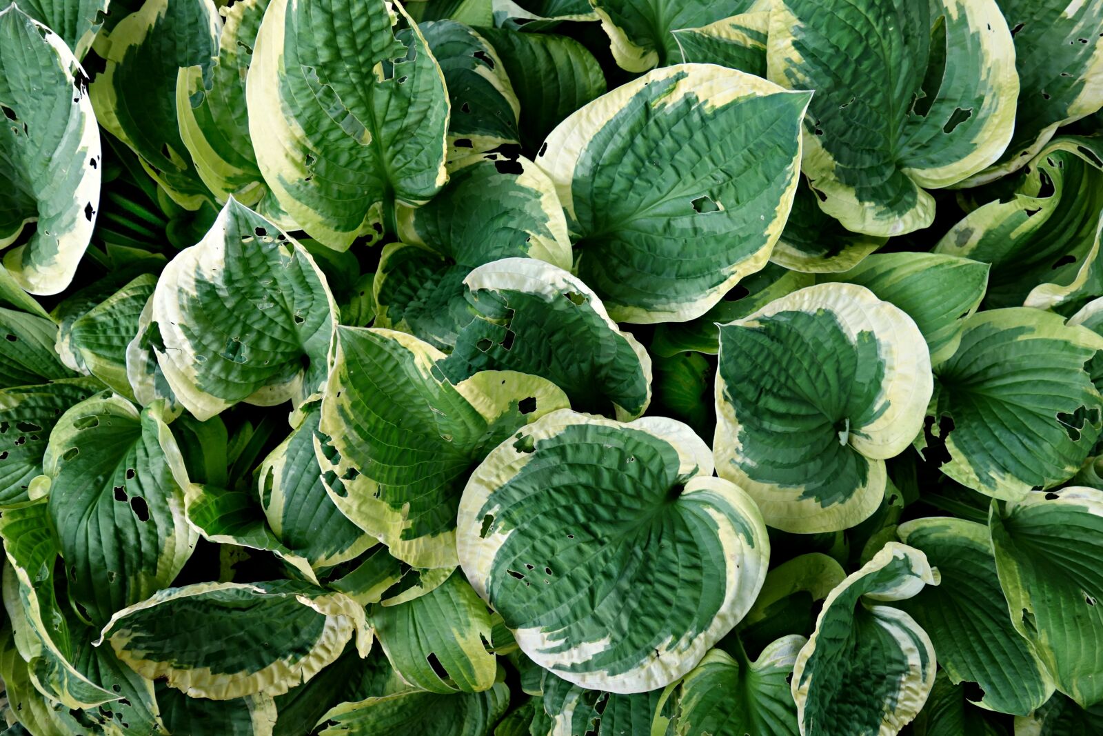 Sony Cyber-shot DSC-RX100 sample photo. Hosta, plant, leaf photography
