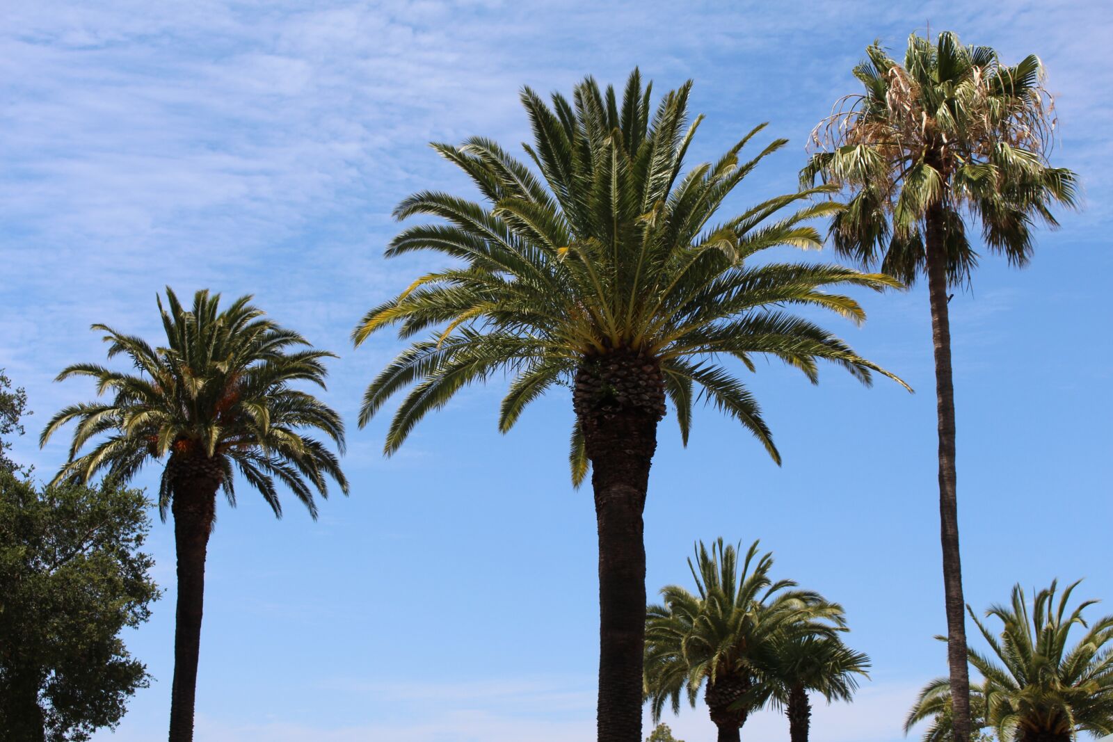 Canon EOS 700D (EOS Rebel T5i / EOS Kiss X7i) sample photo. Palms, tree, palm tree photography