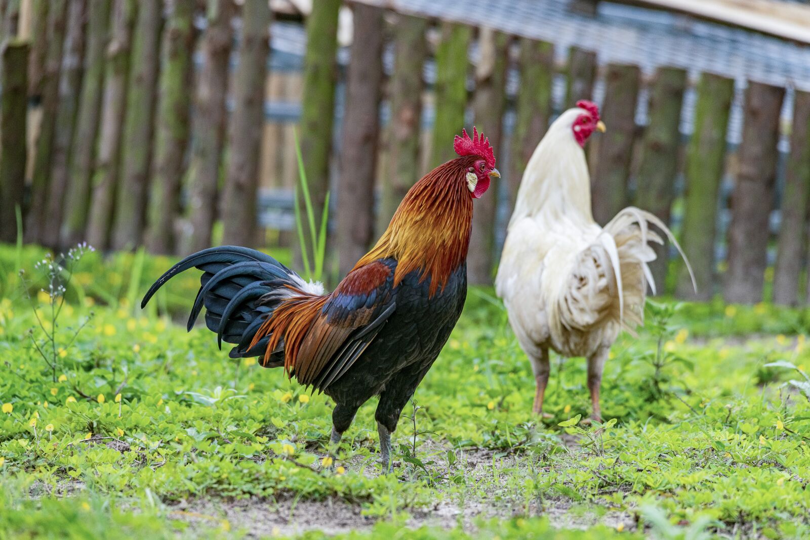 Nikon D810 sample photo. Chicken, rico, delicious photography