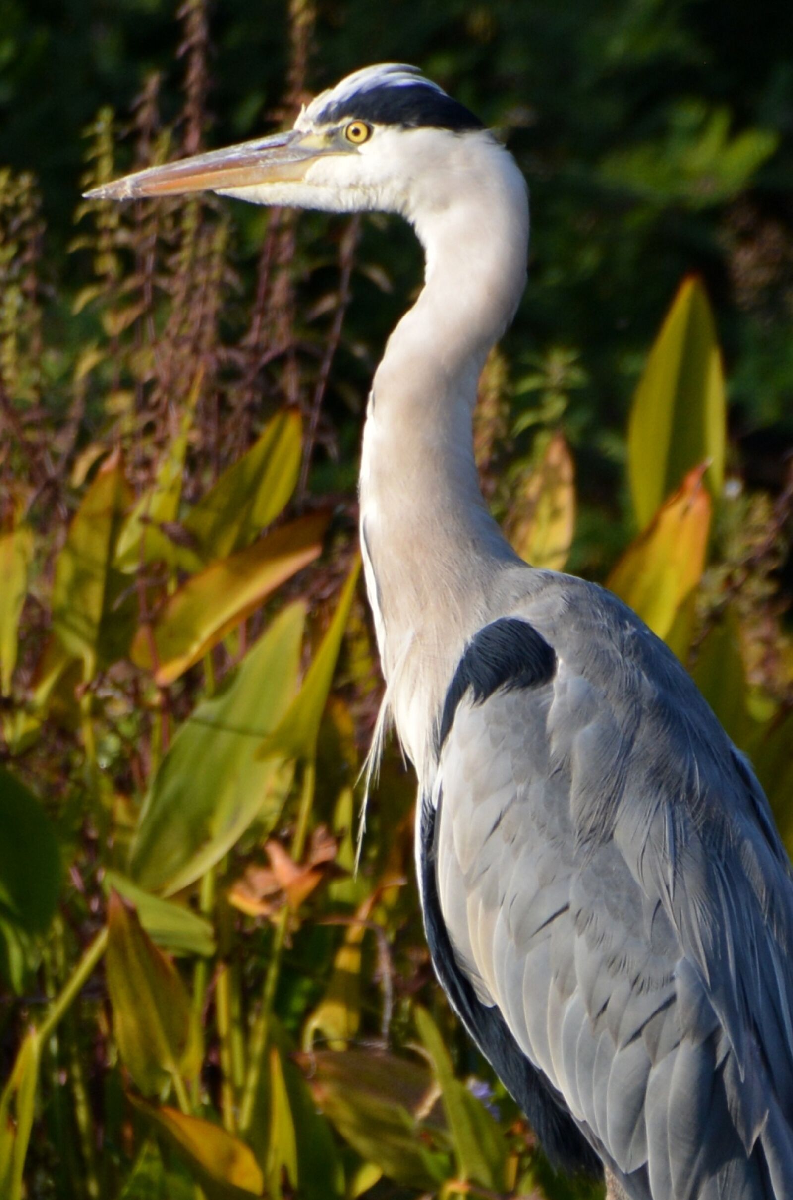 Nikon D5200 sample photo. Heron, bird, nature photography