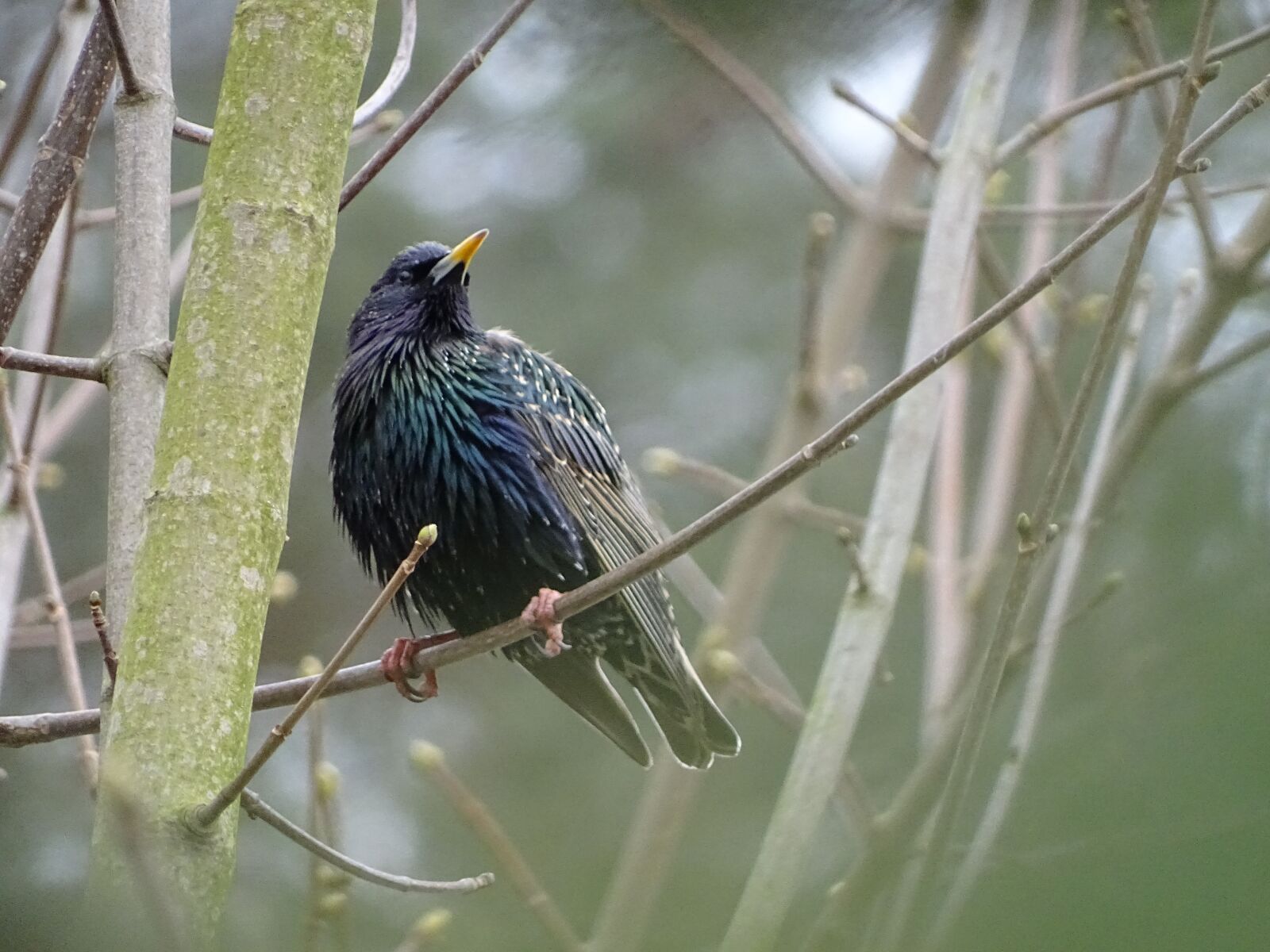 Sony Cyber-shot DSC-HX400V sample photo. Bird, star, spring photography