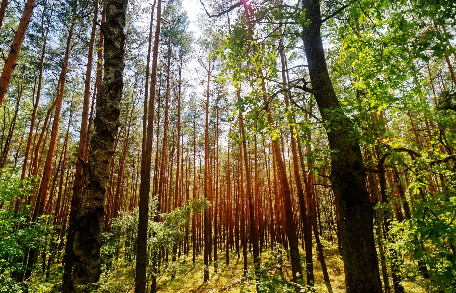 Nikon D5100 sample photo. Landscape, nature, forest photography