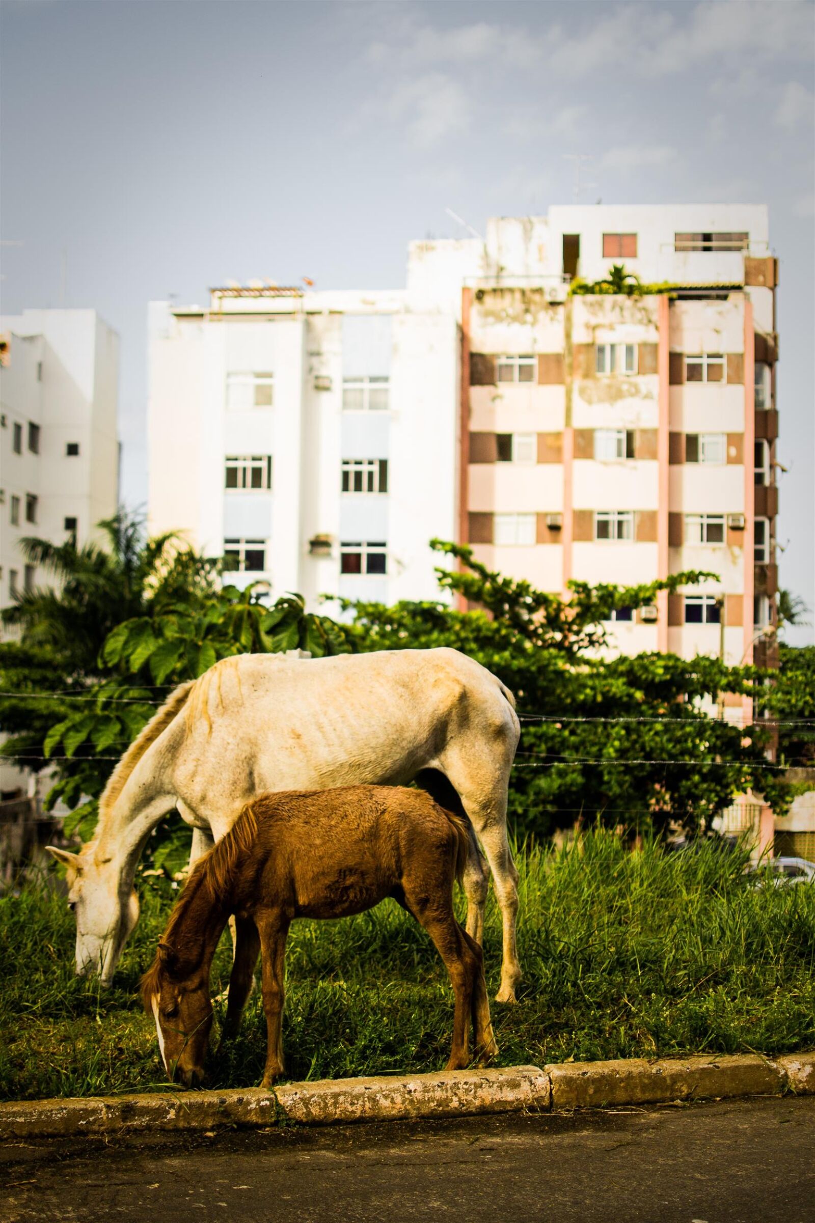 Nikon D3100 sample photo. Cities, horses, salvador photography