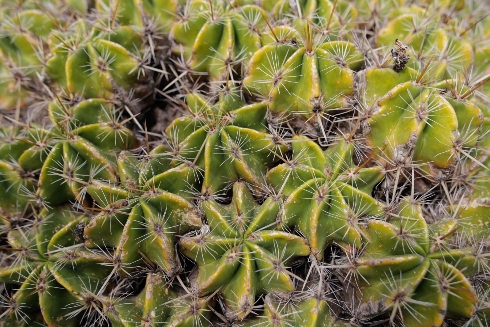Canon EOS 6D sample photo. Cactus, nature, green photography