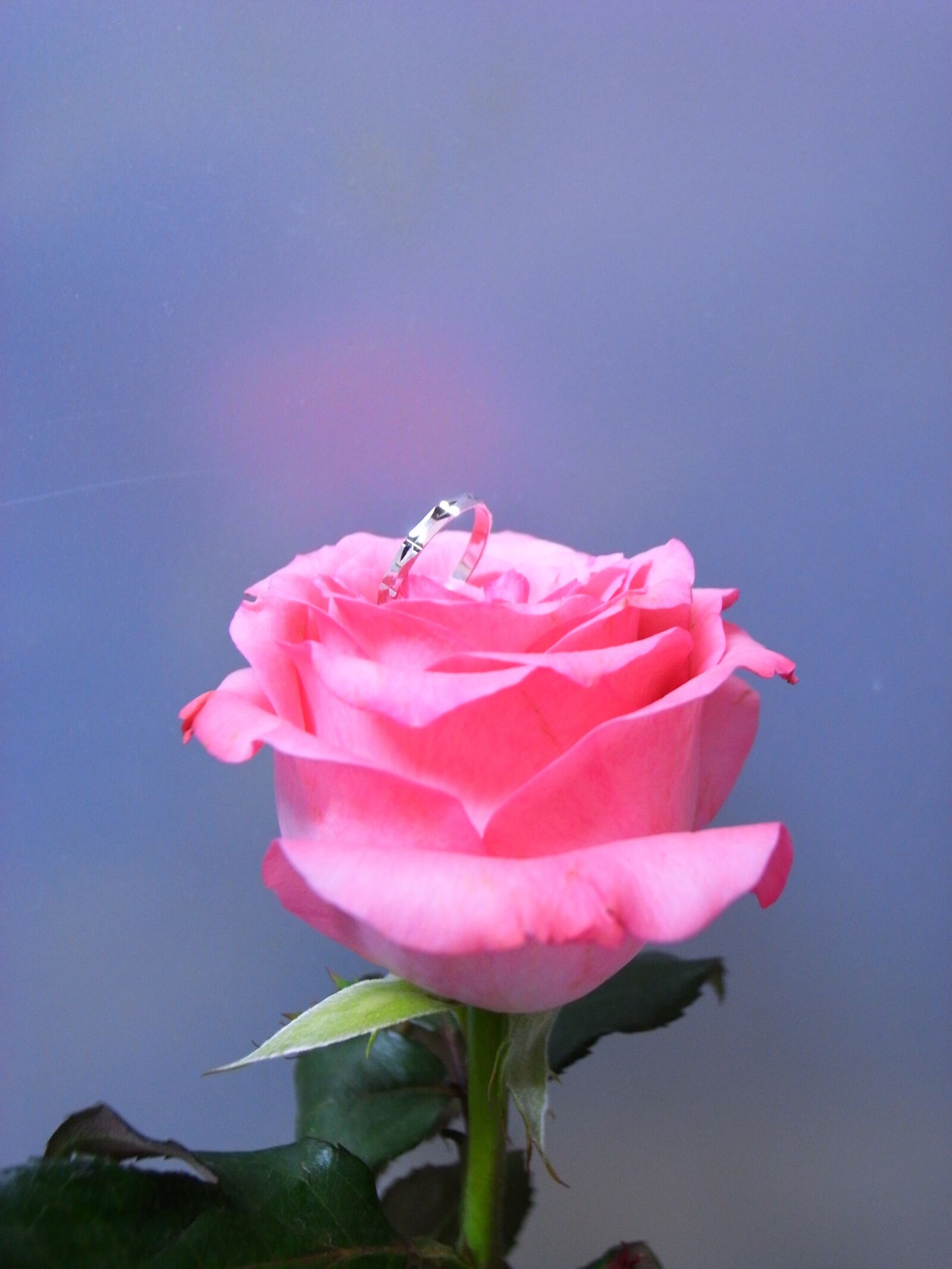 Ricoh GR DIGITAL 2 sample photo. Rose, ring, love photography