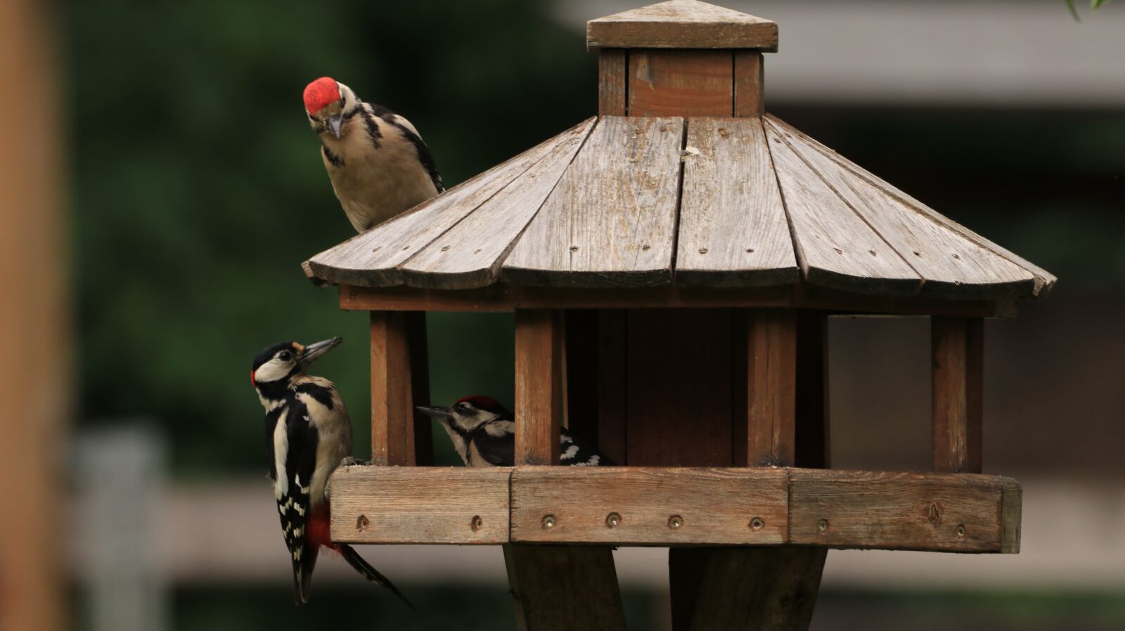 150-600mm F5-6.3 DG OS HSM | Contemporary 015 sample photo. Woodpeckers, bird, nature photography