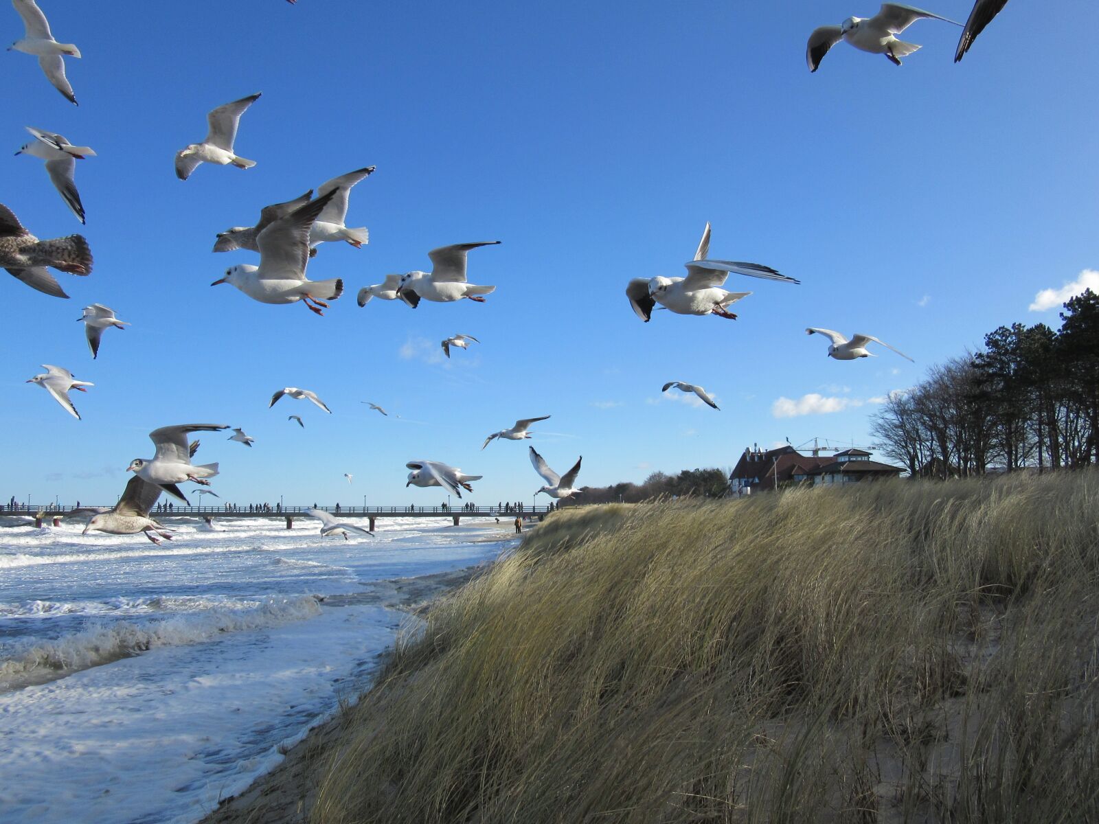 Canon PowerShot SX600 HS sample photo. Baltic sea, zingst, birds photography
