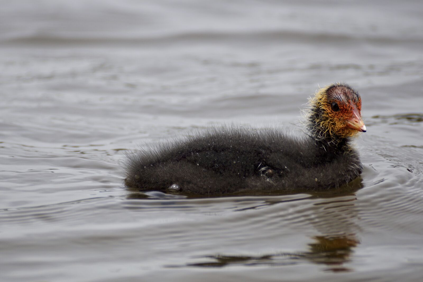 Sony DT 55-300mm F4.5-5.6 SAM sample photo. Coot, chicks, young photography