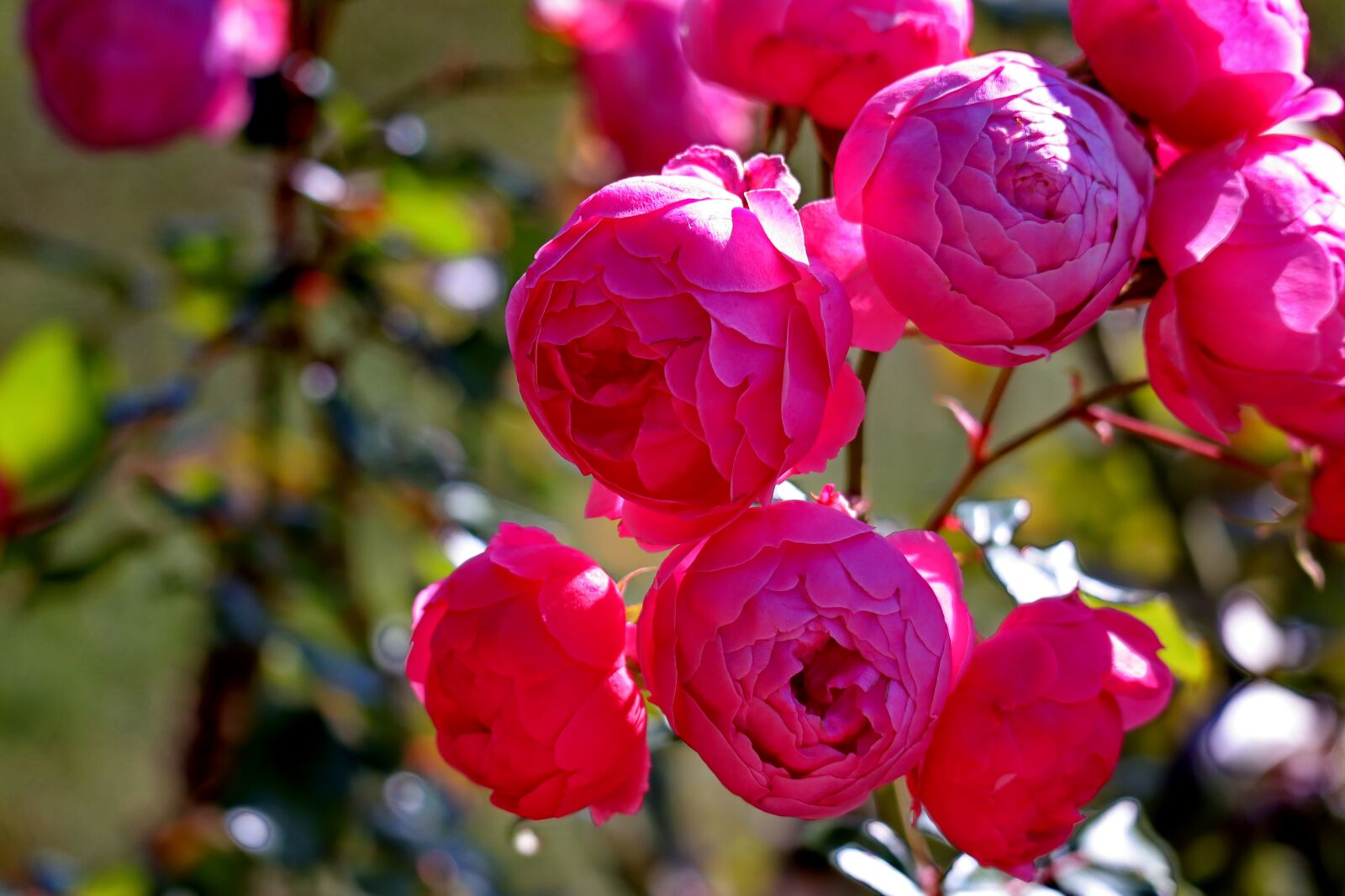 Canon EOS M50 (EOS Kiss M) sample photo. Rose, fairy tale rose photography