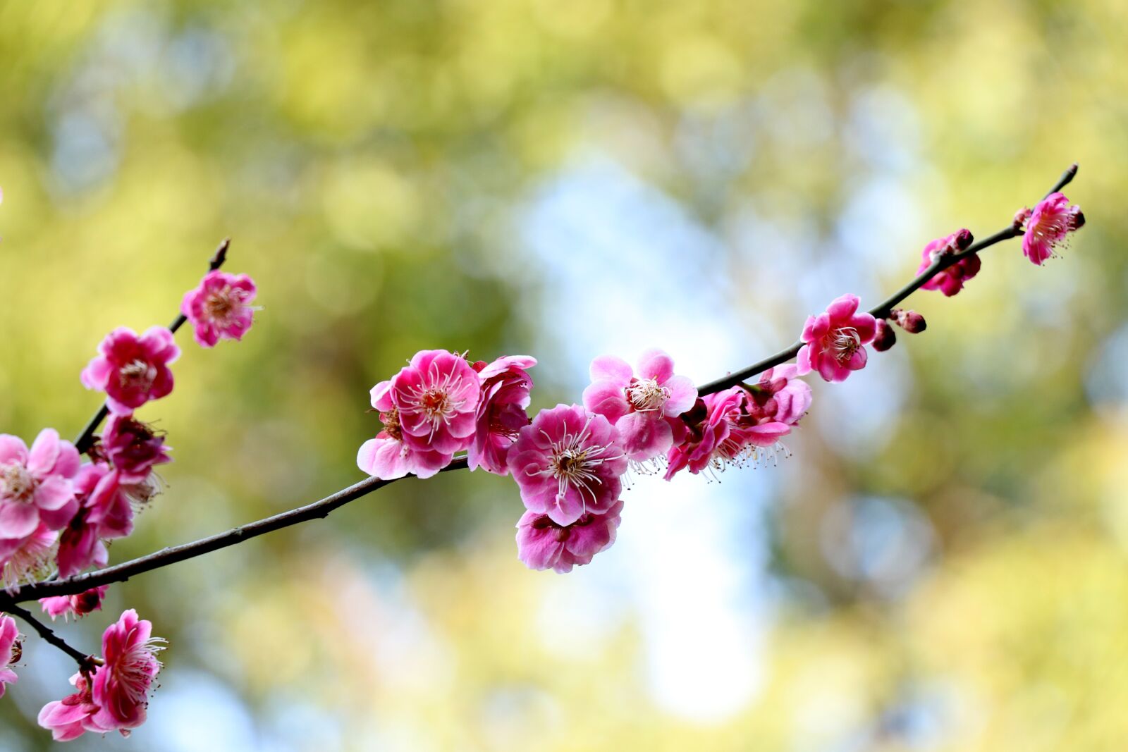 Canon EOS 77D (EOS 9000D / EOS 770D) sample photo. Flower, nature, plant photography