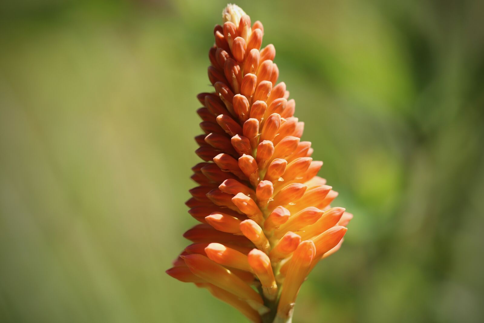Canon EOS 800D (EOS Rebel T7i / EOS Kiss X9i) sample photo. Kniphofia, schopf-torch lily, orange photography