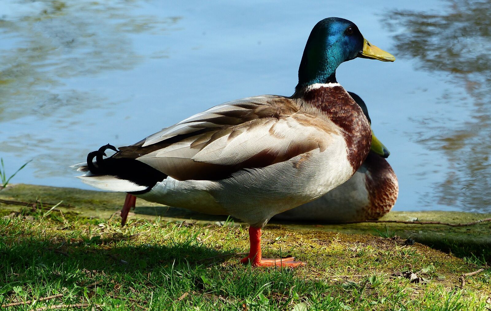 Panasonic Lumix DMC-FZ200 sample photo. Duck, bird, nature photography