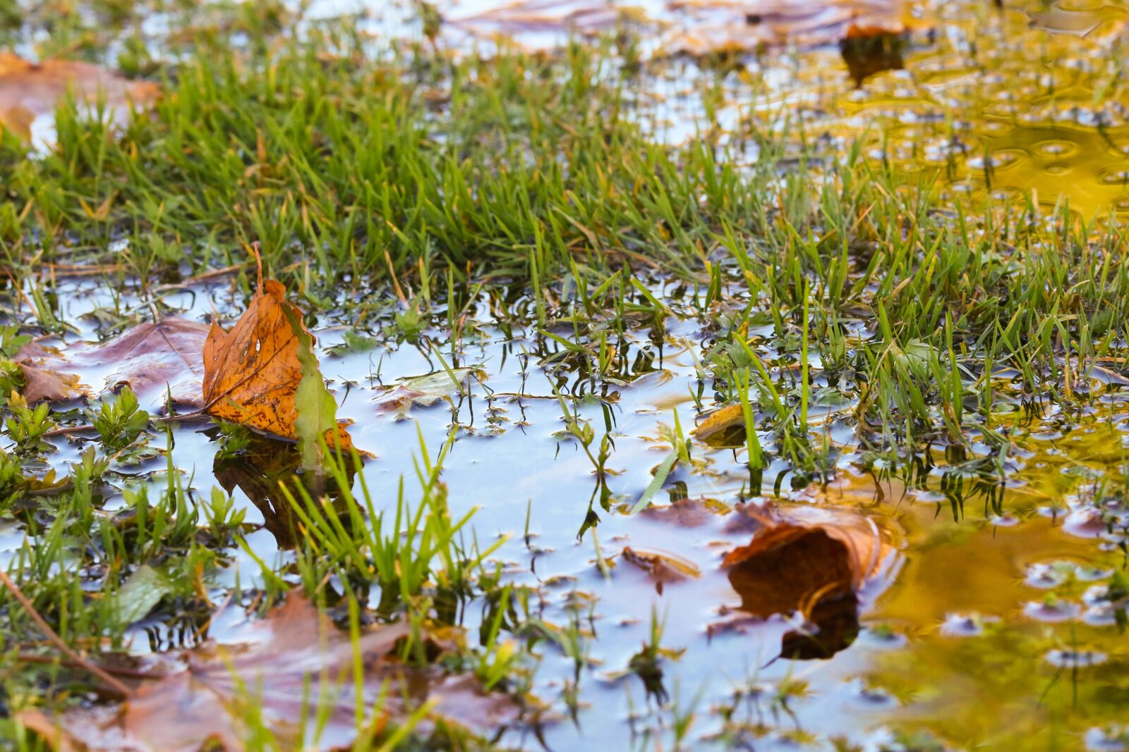 Canon EOS 7D Mark II sample photo. Autumn, puddle, leaves photography