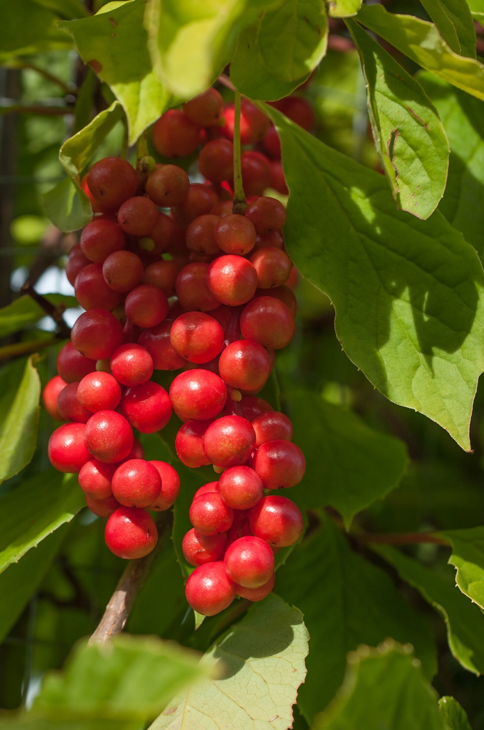Nikon D90 sample photo. Vital berry, berry, fruit photography