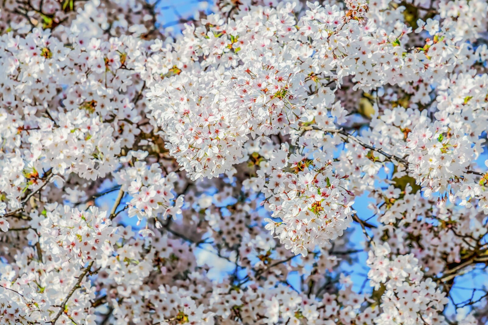 Fujifilm XF 55-200mm F3.5-4.8 R LM OIS sample photo. Cherry blossom, tree, spring photography