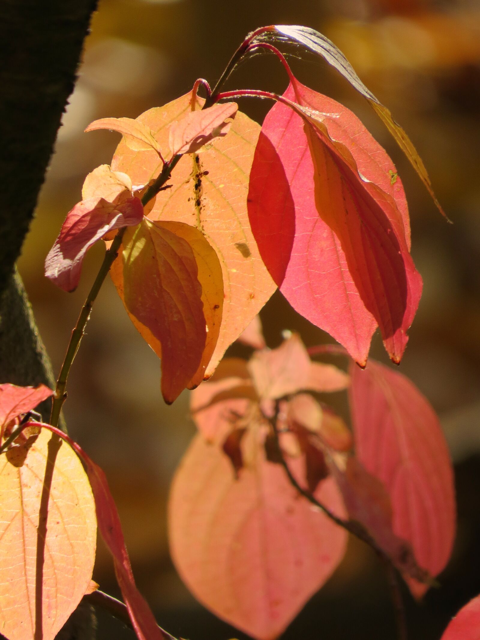 Canon PowerShot SX50 HS sample photo. Autumn, fall foliage, bright photography