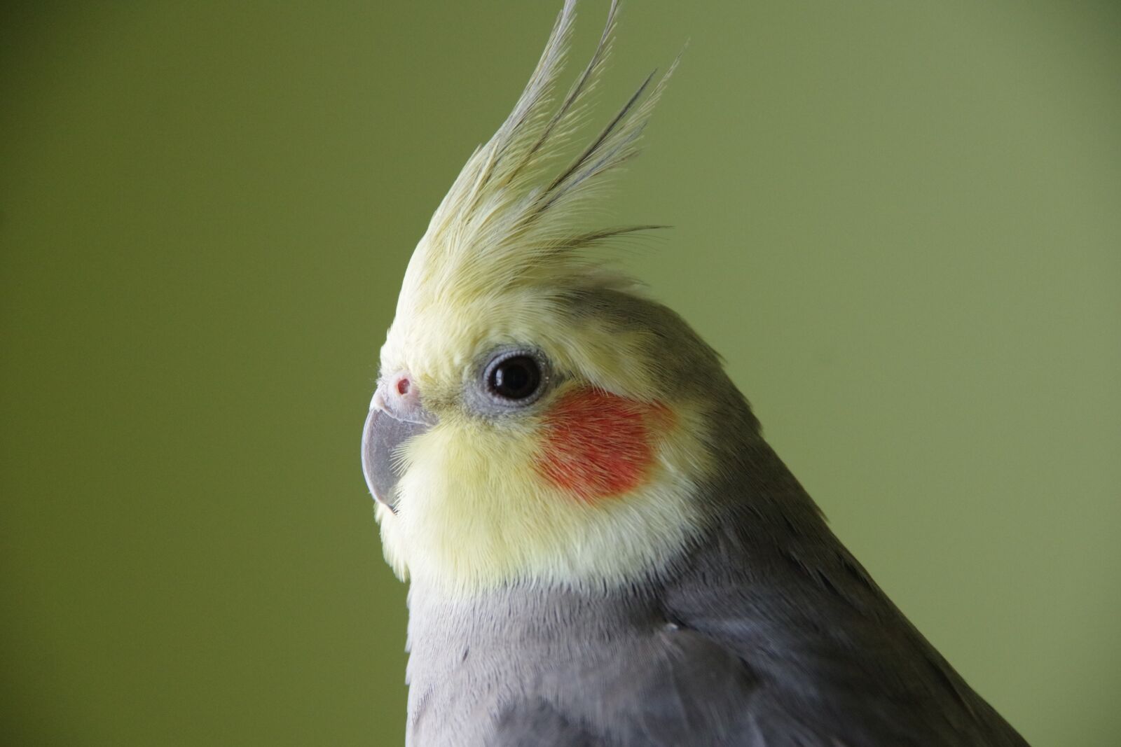 Pentax K-70 sample photo. Cockatiel, bird, yellow photography