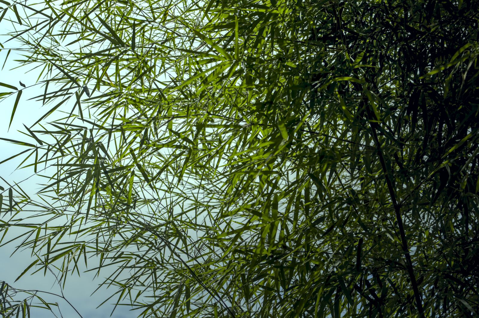 Nikon D500 sample photo. Bamboo leaves, bamboo grove photography