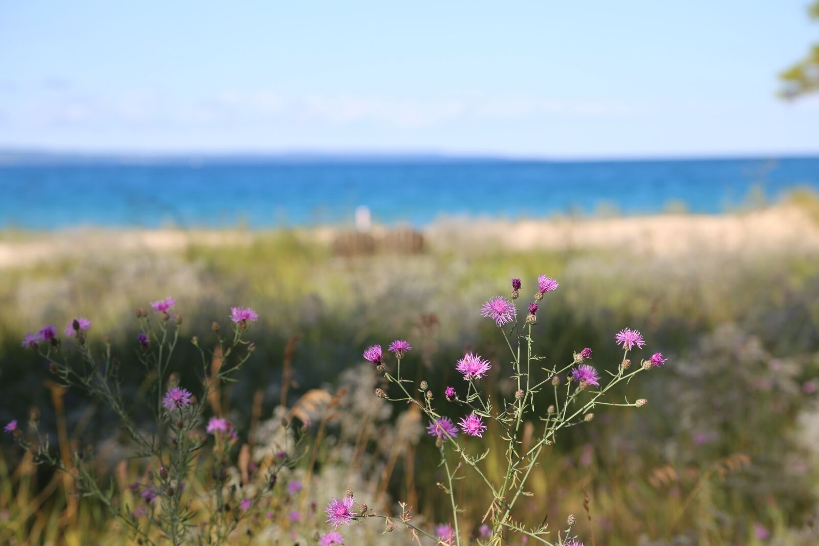 Canon EOS 6D + Canon EF 24-105mm F4L IS USM sample photo. Beach, purple, thistle photography