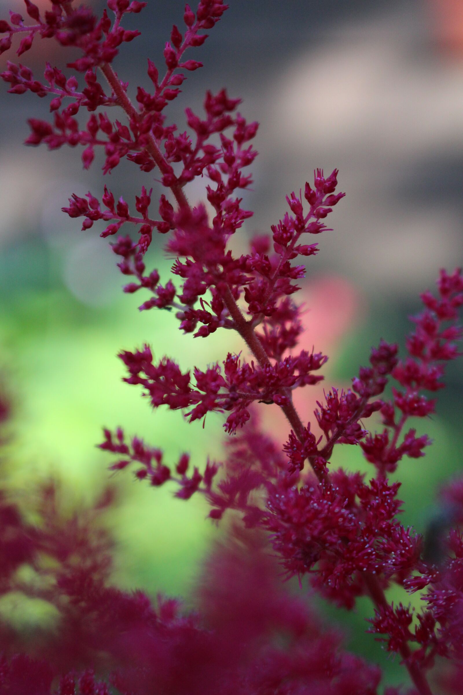 Canon EOS 700D (EOS Rebel T5i / EOS Kiss X7i) sample photo. Red flowers, flower, red photography
