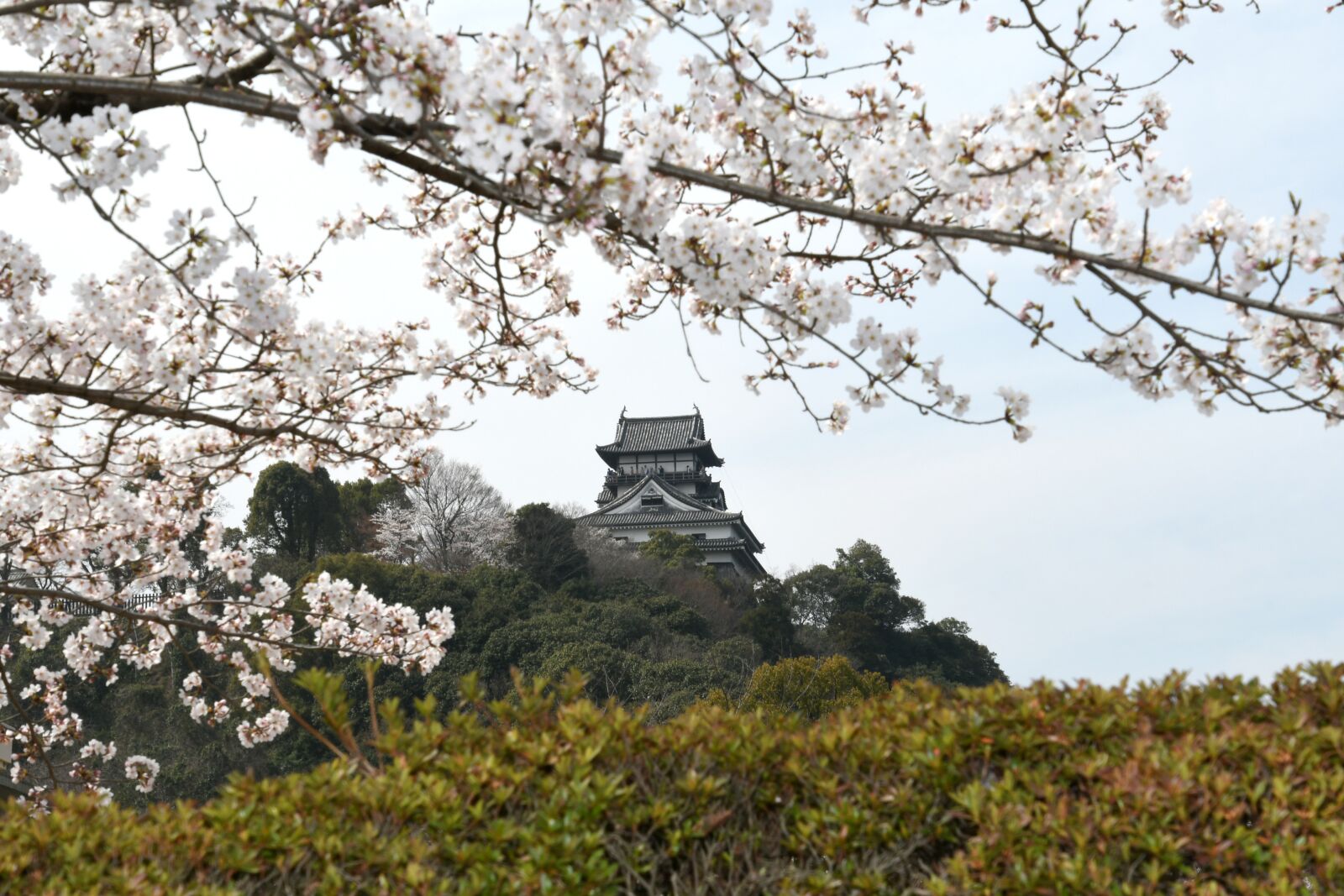 Nikon D500 sample photo. It, inuyama, cherry blossoms photography