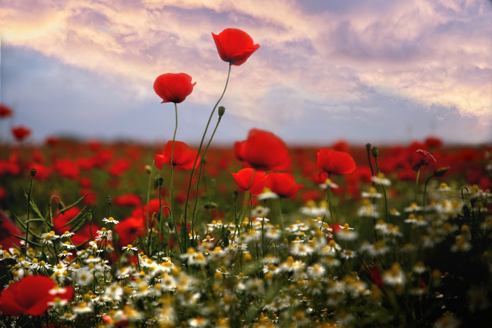 Canon EOS 6D sample photo. Mati, poppies, flowers photography