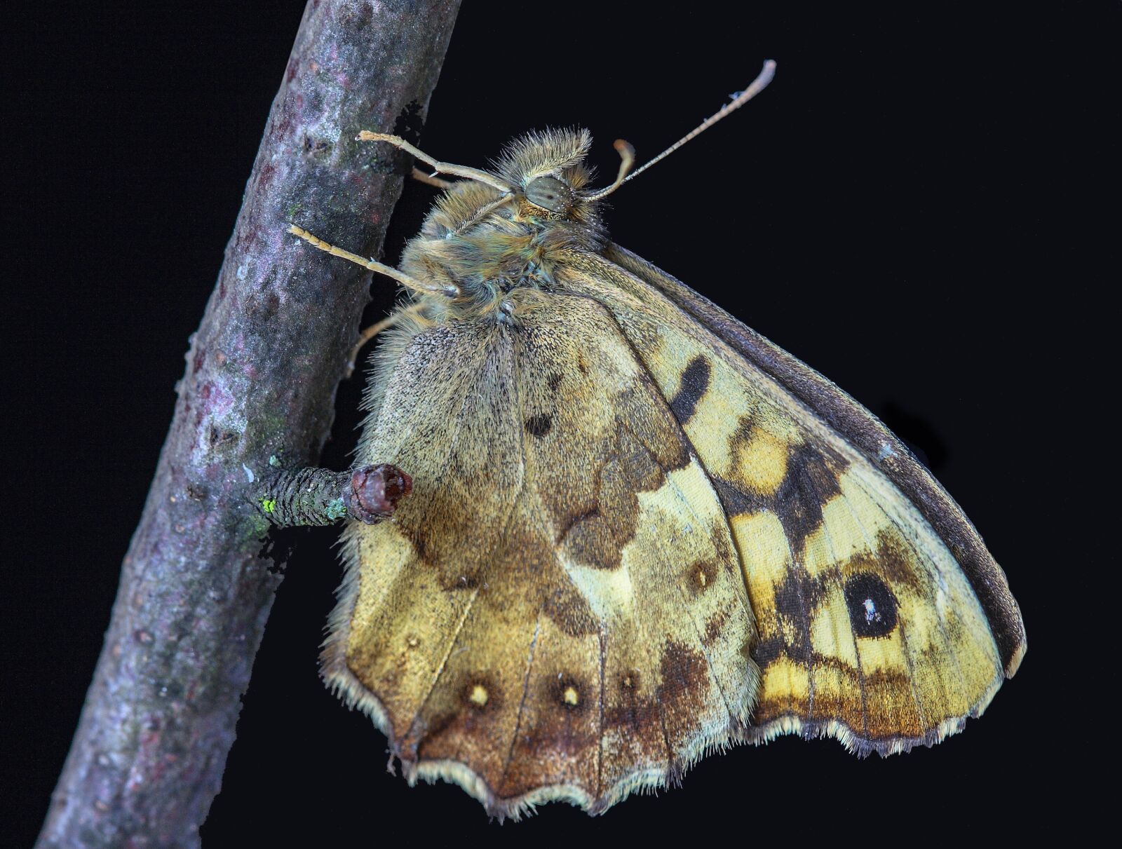Canon EOS 400D (EOS Digital Rebel XTi / EOS Kiss Digital X) sample photo. Butterfly, speckled-wood, nature photography