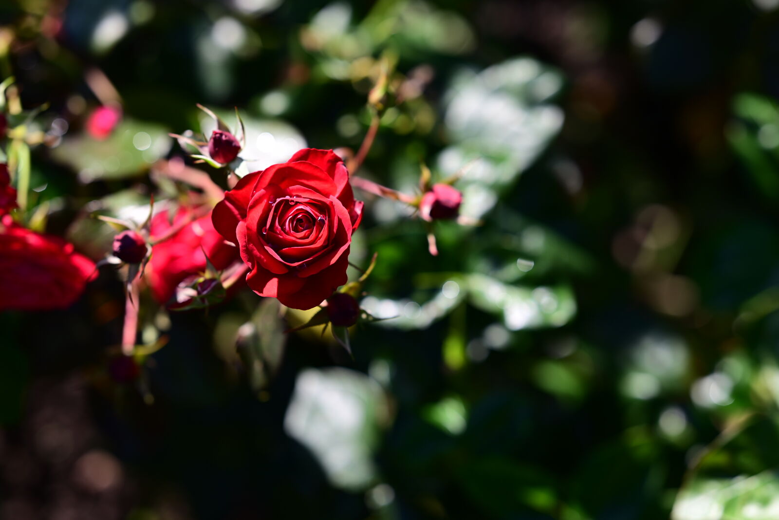 Nikon Z5 sample photo. Morning roses photography