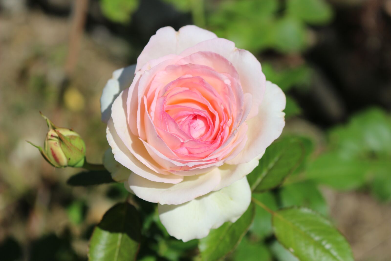 Canon EOS 100D (EOS Rebel SL1 / EOS Kiss X7) sample photo. Pink, flower nature, pink photography