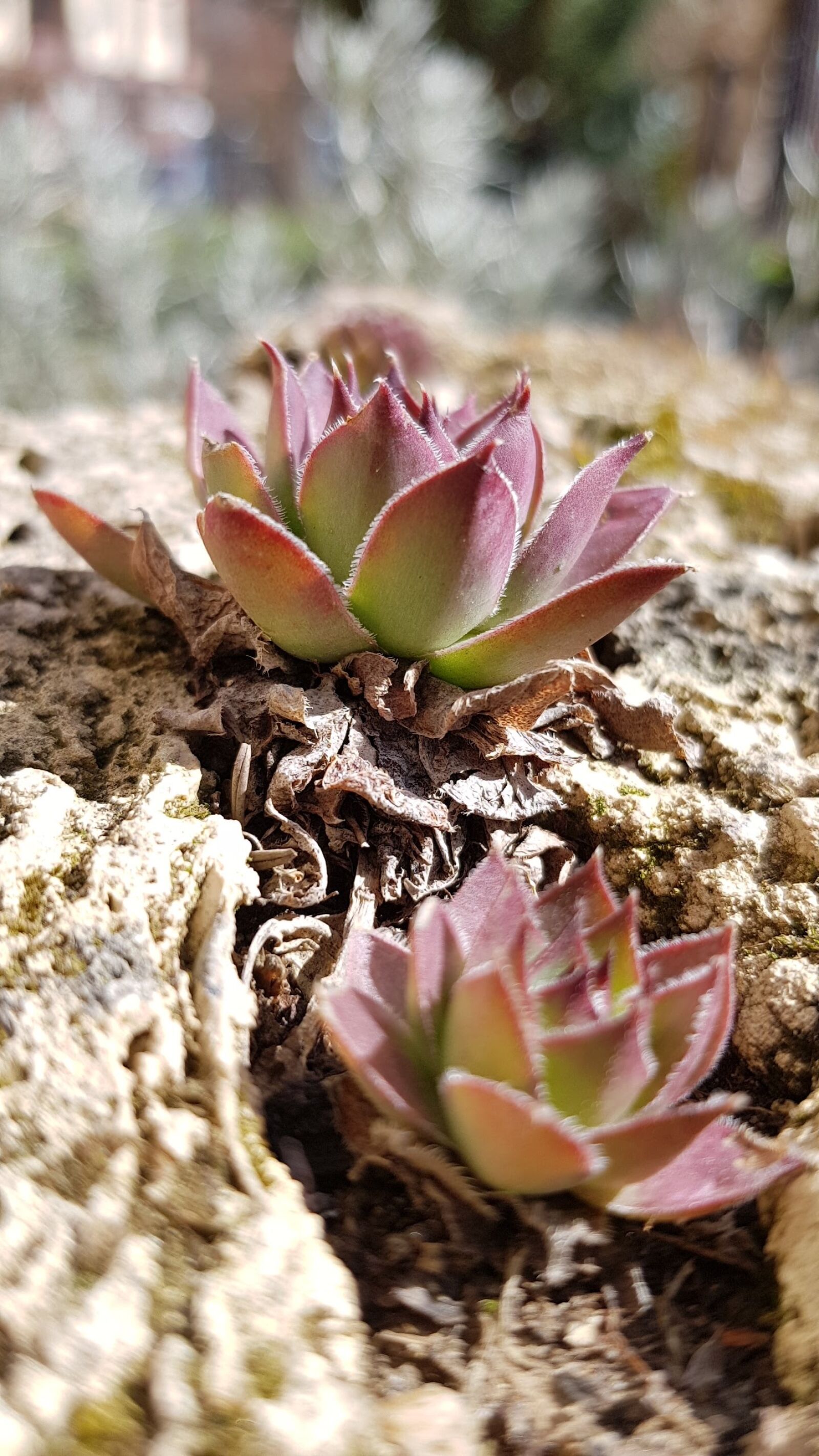 Samsung Galaxy S8 sample photo. Nature, flora, flower photography