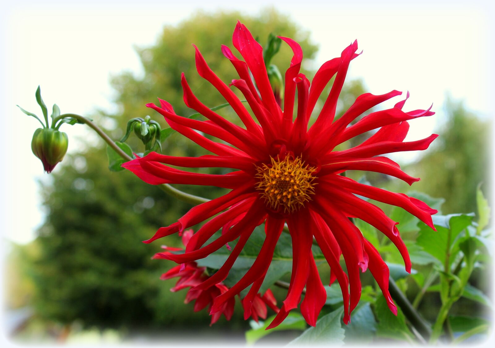 Canon EOS 1200D (EOS Rebel T5 / EOS Kiss X70 / EOS Hi) sample photo. Dalia, flower, red photography